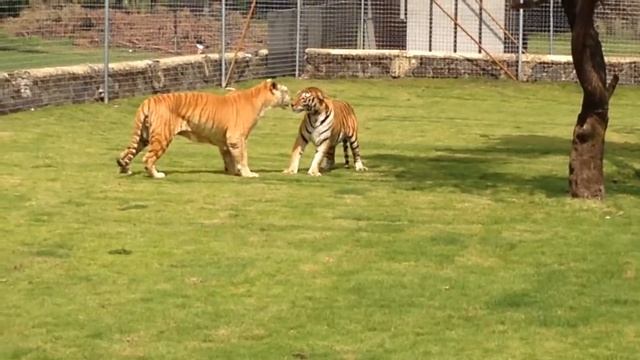 Golden Tiger, Tianxia, just rescued from the circus смотреть онлайн