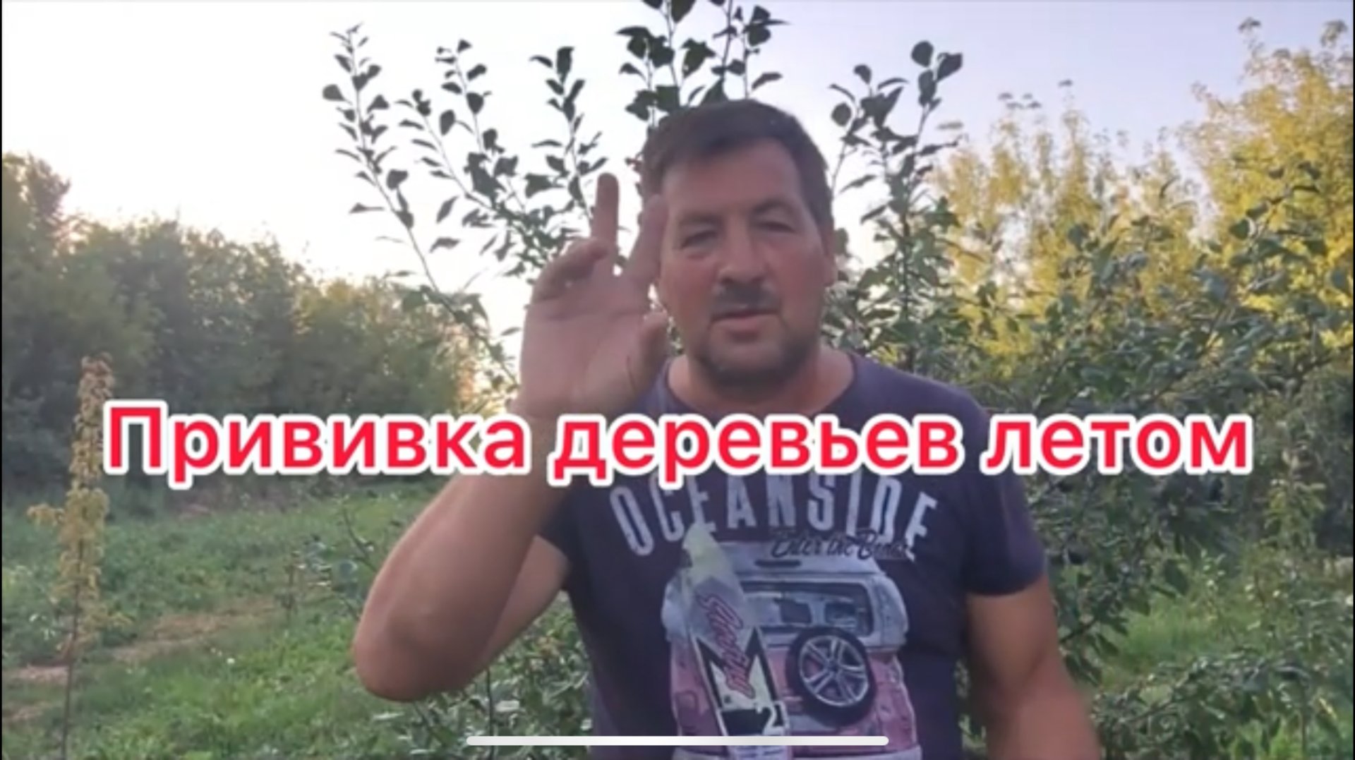 ЛЕТНЯЯ ПРИВИВКА ЗЕЛЁНОЙ ПОЧКОЙ СЛИВЫ И ЯБЛОНИ/АВГУСТ/ Просто и доступно каждому. смотреть онлайн