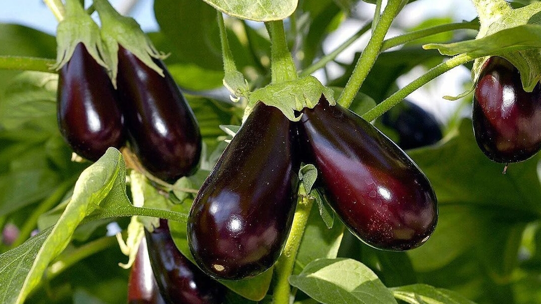 Баклажанчик 😋