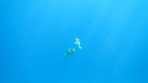 Титановые спинороги. Красное море. Шарм-эш-Шейх. Шаркс-Бей.