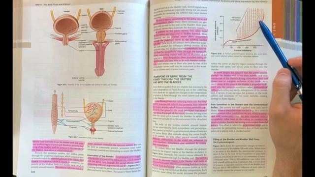 Guyton and Hall Medical Physiology (Chapter 26) REVIEW The Urinary System || Study This! смотреть онлайн