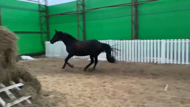 Продажа кобыла 170 вх 13 г.р в спорт смотреть онлайн