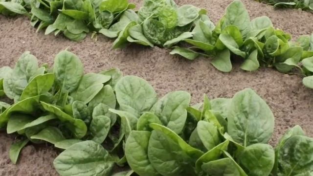 15 Foods For Boost Immune System | Immune Boosting Foods | Increase Immunity Naturally | Urdu/Hindi смотреть онлайн