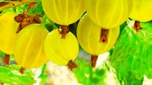 Пожалейте сад.Весенняя обработка сада от болезней и вредителей.