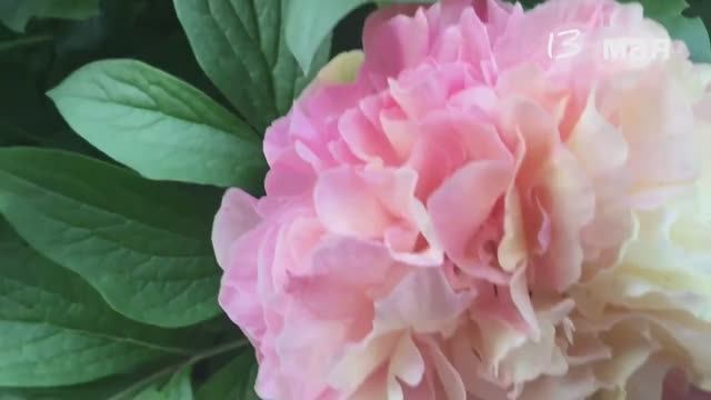 Пион Лоис Чойс (Lois Choice).Сезон  2023г