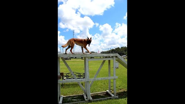 K9 NATIONALS WASHINGTON DC смотреть онлайн