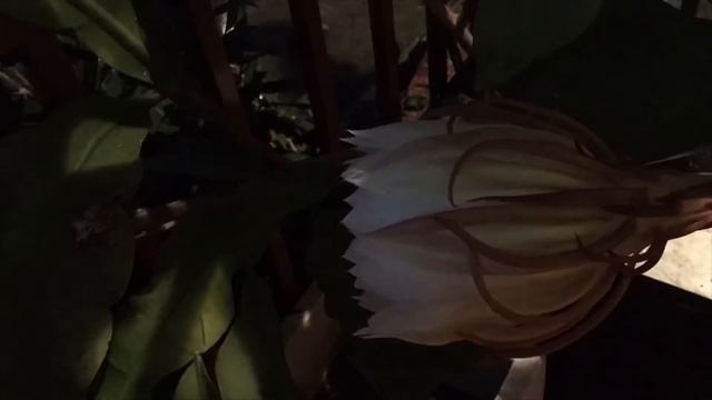 Tan Hua blooming смотреть онлайн