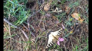 А Ахматова  Сказал, что у меня соперниц нет #стихиолюбви #поэтыСеребряноговека