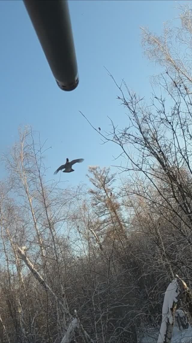 Пиф паф рябчик лети, мазила) #shorts #short #hunting #охота #kicks