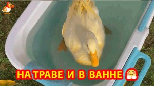 Домашние утки (часть 3)
