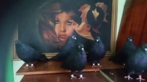 ❤ Бесконечно люблю николаевских чёрных сплошных голубей 😎📞+79494406619