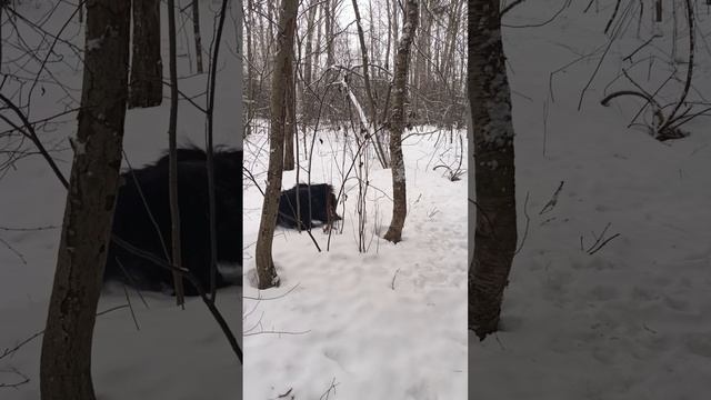 22-01-2025 Прогулка щенков Тибетского терьера смотреть онлайн