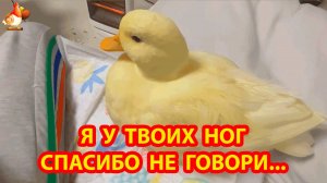 Домашние утки (часть 2)