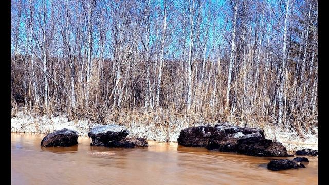 А  Кушнер  Я скажу тебе, где хорошо #философскаялирика #поэты20века #современнаяпоэзия