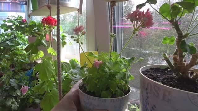 Пеларгонии на моем балконе