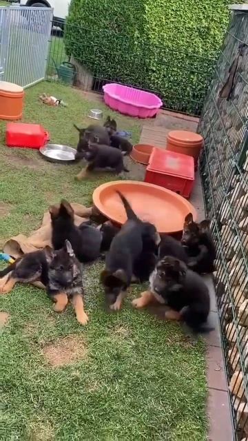 Watch small dogs German Shepherd смотреть онлайн