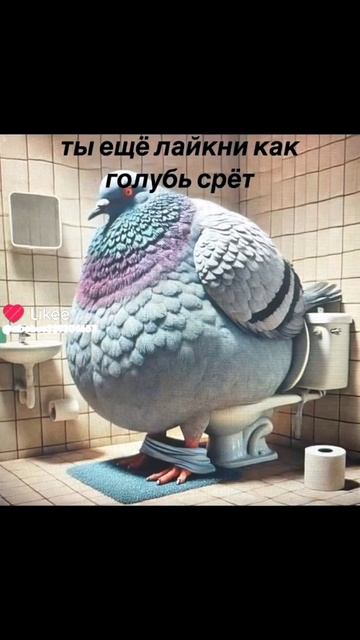 Голубь срёт смотреть онлайн