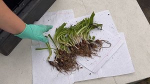 Посадка подснежников в кашпо