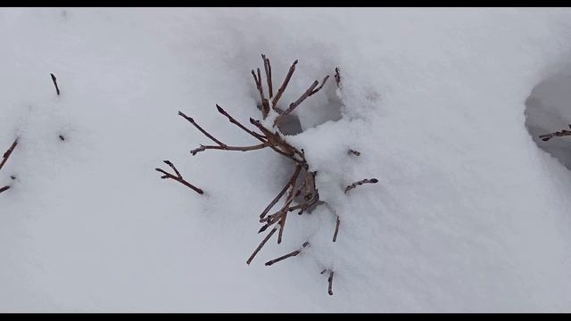 Игорь Северянин  Мне тяжело #философскаялирика  #поэтыCеребряноговека