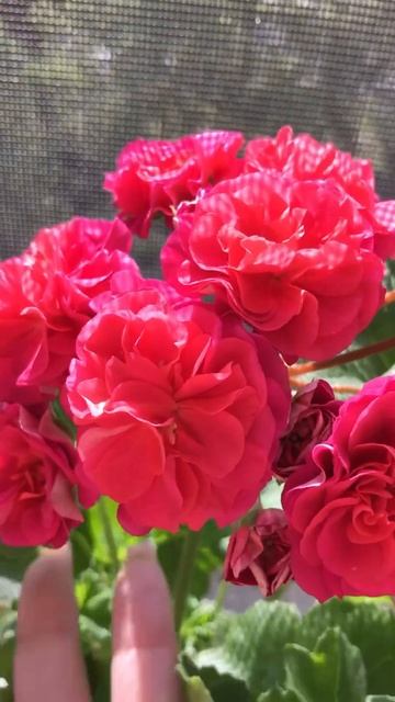 ЮВ Византия Цветение молодого черенка