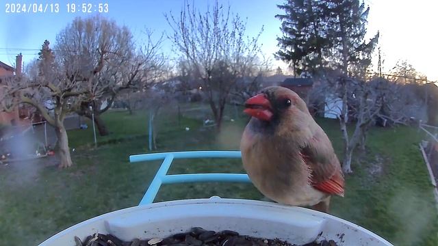 Female Cardinal Delights at Netvue Smart Feeder: Nature's Beauty! смотреть онлайн