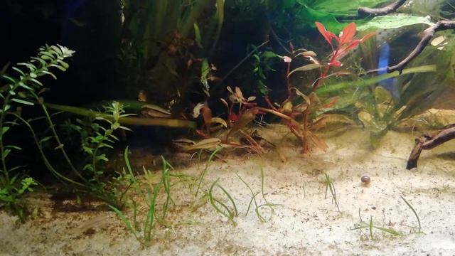 Apistogramma bitaeniata 2,5 Monate alt смотреть онлайн