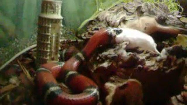 lampropeltis californiae falsa-coral ( Finalkimera) смотреть онлайн