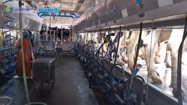 Milking Machine |Parallel Milking Parlor Is The First Choice For  Medium-sized Farms|KLN Brand