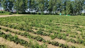 Сбор клубники в Совхозе им.Ленина. Условия, результаты оплата Picking strawberries Lenin State Farm