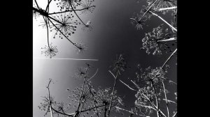 А  Ахматова  Бессонница #стихиолюбви #поэтысеребряноговека