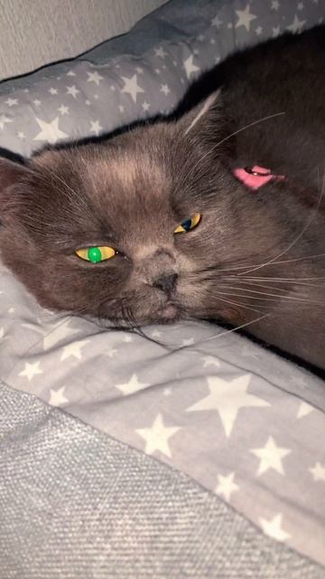 😂😂😂 #roblox #интересно #игра #танец #lashes #eyes #cat #переписка #lashextensions #anime смотреть онлайн