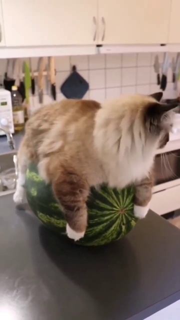 кот на арбузе #котнаарбузе #понос смотреть онлайн