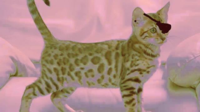 новая фаза для лиц рыжыча смотреть онлайн