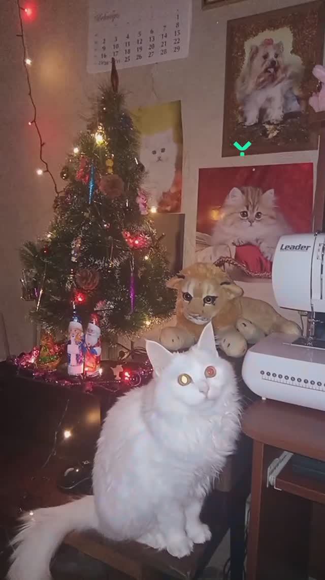 Кошечка Лиза