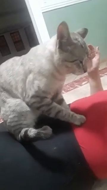 Nino,gato massagista смотреть онлайн