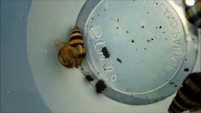 Caracol Helena atacando (Clea helena) смотреть онлайн