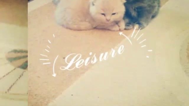 Мои коты в детстве 😊 смотреть онлайн