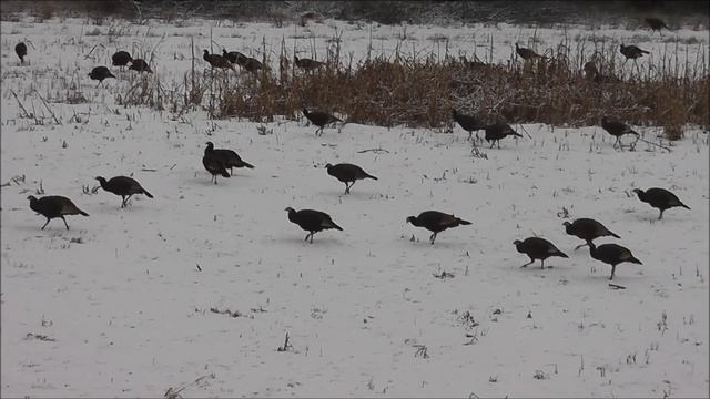 Massive Turkey Flock смотреть онлайн