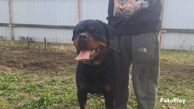 Black 3 года Ротвак! Ротти в весенних лучах солнца) смотреть онлайн