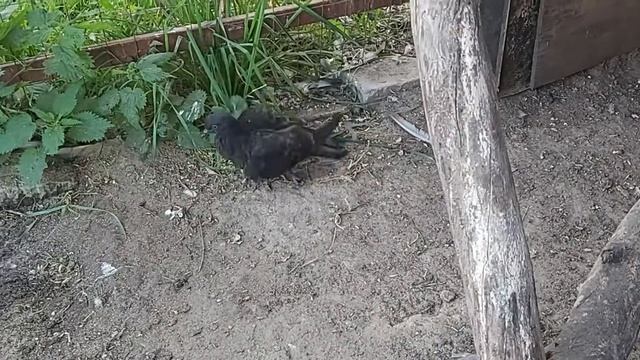 Новичок! Голубёнок из Брянска 17 08 20 г смотреть онлайн