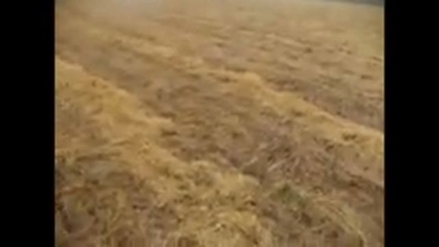 Вика полегла, что делать? Мой неудавшийся эксперимент. Грустный конец... смотреть онлайн