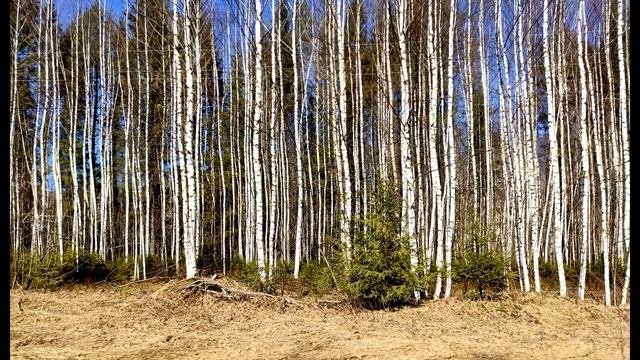 А  Кушнер  Когда страна из наших рук #гражданскаялирика #поэты20века #современнаяпоэзия