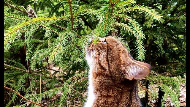 Б  Ахмадулина  Однажды, покачнувшись на краю #философскаялирика #поэты20века