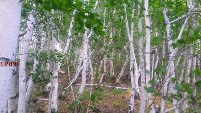 533. Алексей Лунд - Где Мой Дом. НОВИНКИ ШАНСОНА. смотреть онлайн