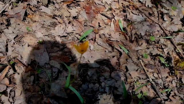 В поисках пауков. Первая встреча с редким пауком Atypus sp. смотреть онлайн