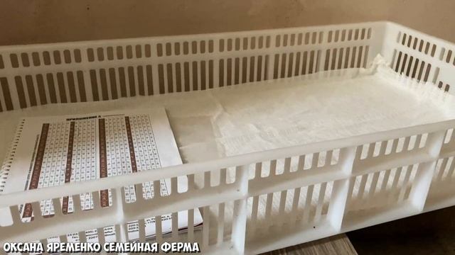 Индюк Хайбрид Конвертер/ 25-е сутки/ Овоскопирование и результаты смотреть онлайн