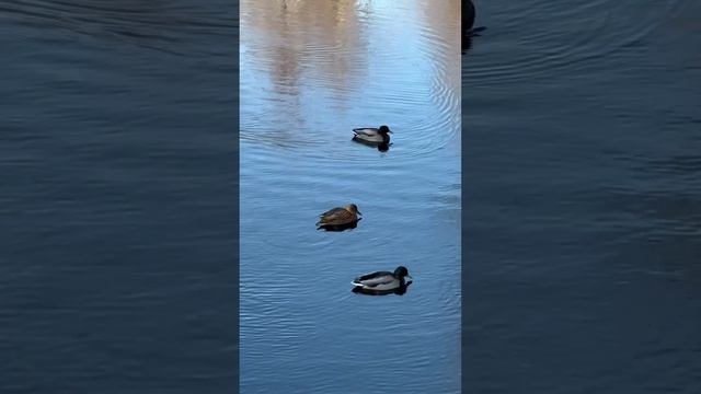 Уточки на Барских прудах смотреть онлайн