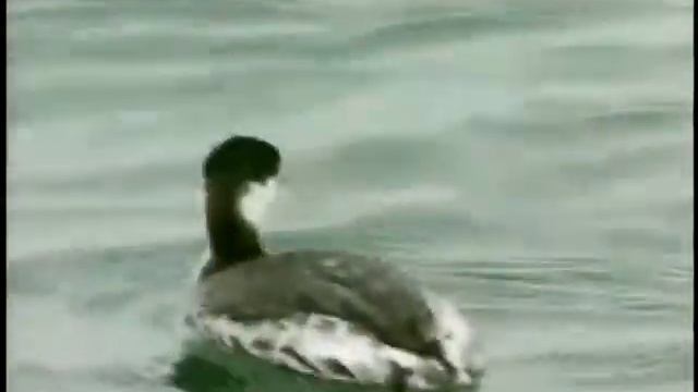 V02A 082 Horned Grebe смотреть онлайн