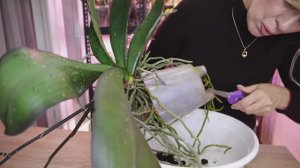 Пересадка Бегемота. Сложные пересадки домашних орхидей.