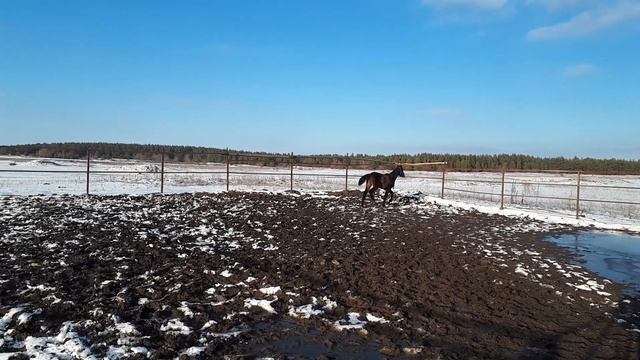Буденновский жеребец 2021 года (Гастси-Изюм-Реверия-Радиус) смотреть онлайн